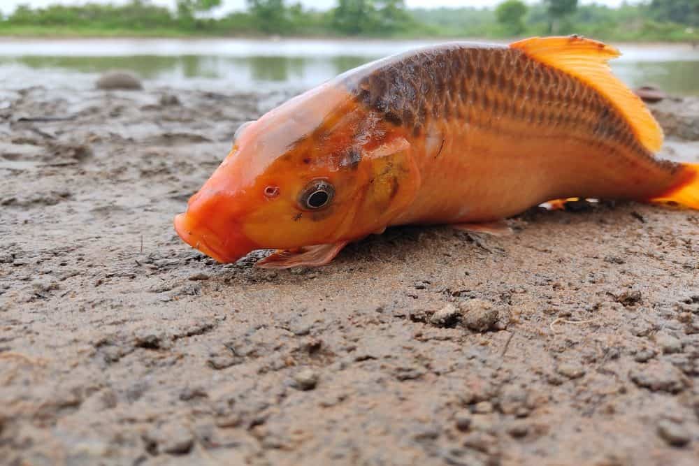 A Photo of a Dead Koi Fish Caused By Untreated Swim Bladder Disease