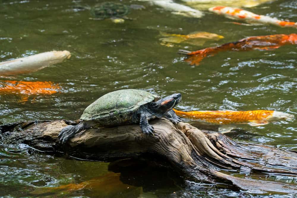 A Turtle on Top a Driftwood in a Koi Pond.