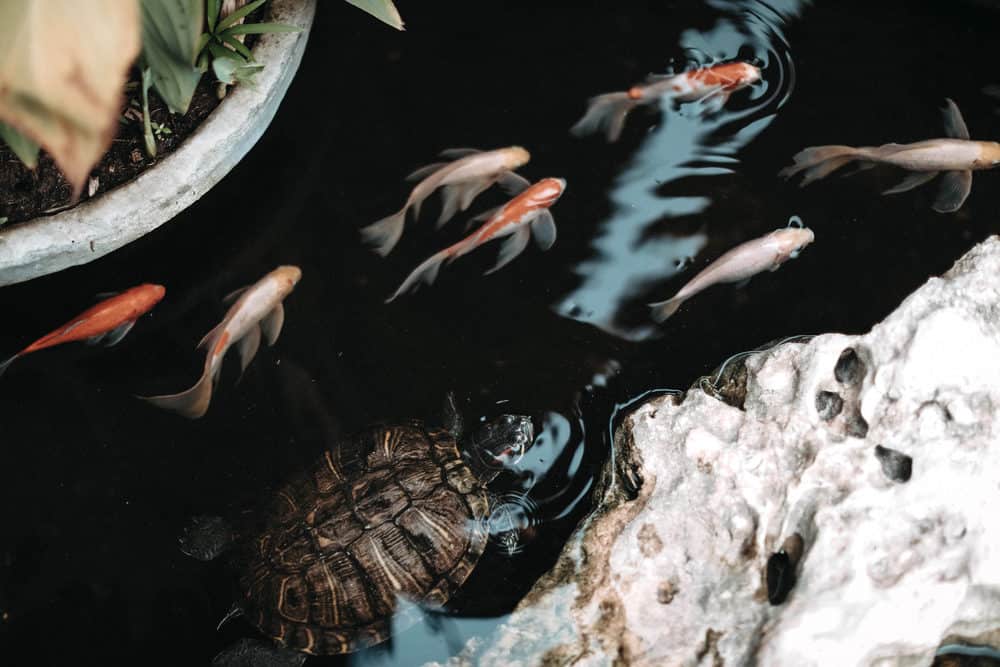 A Photo of a Turtle with Ornamental Koi Fish Swimming beside it