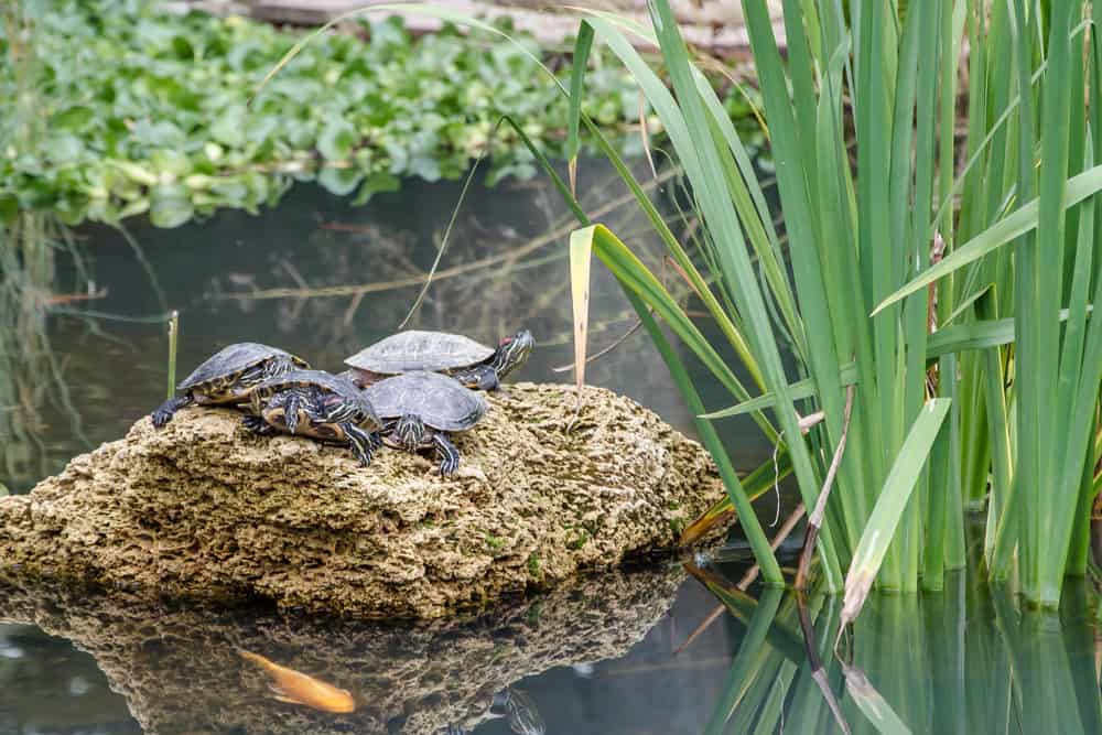 A photo of turtles on top of a rock in a Koi Pond
