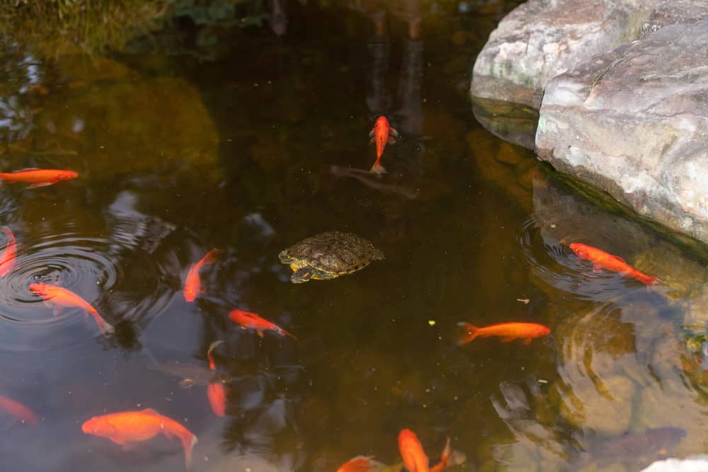 A photo of a Turtle with Orange Koi Fish Swimming in a Pond
