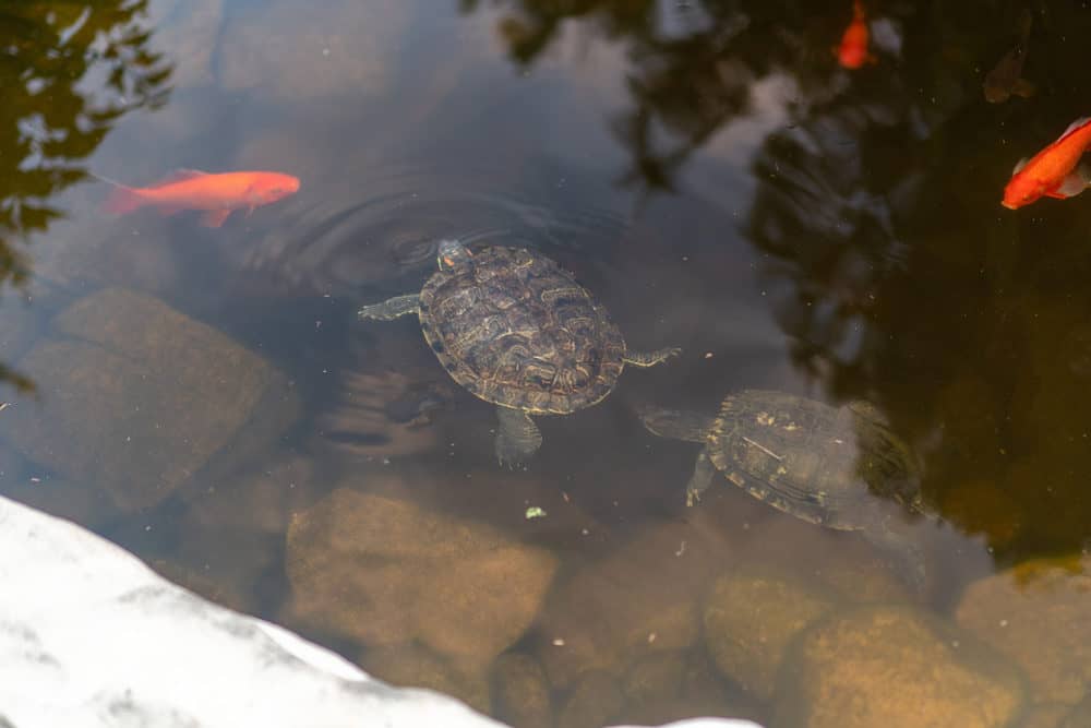 Two Turtles Swimming in a Pond