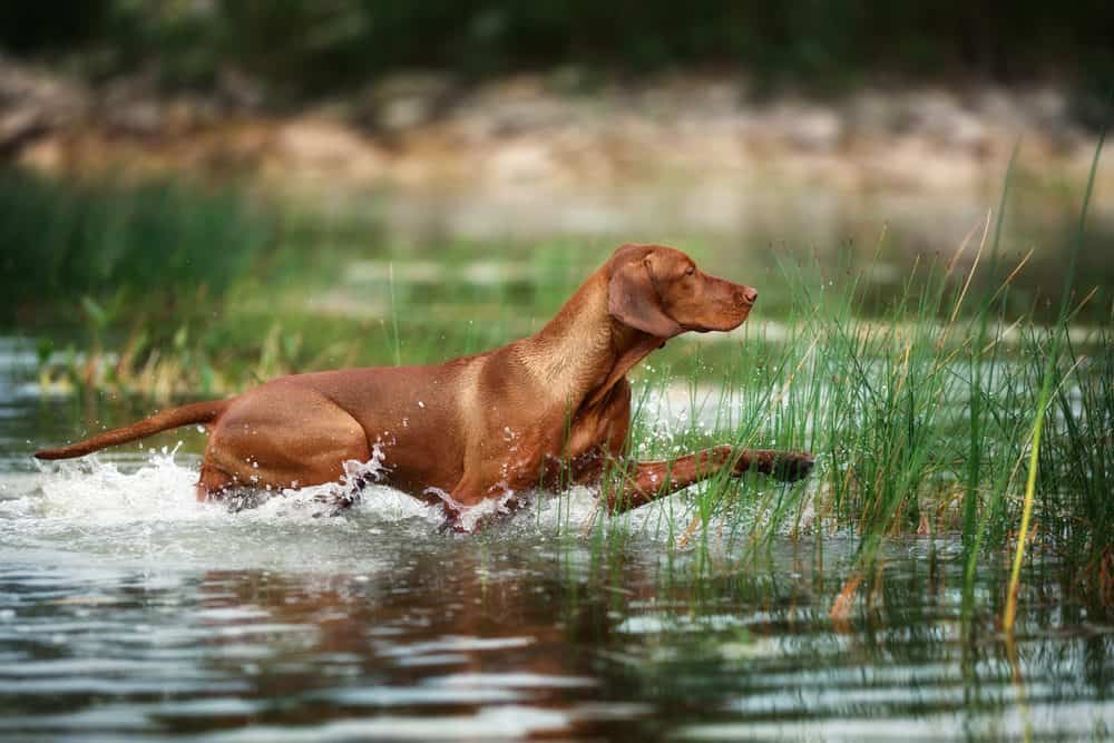 A Photo of a Dog in a Pond