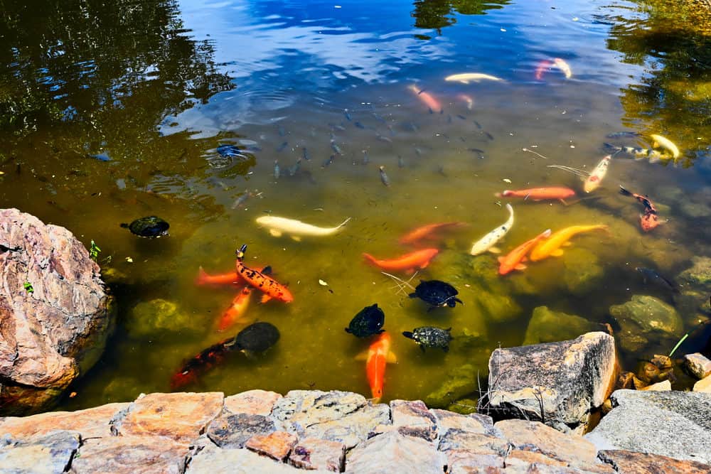 A Photo of a Koi Pond With Uneven and High Edges