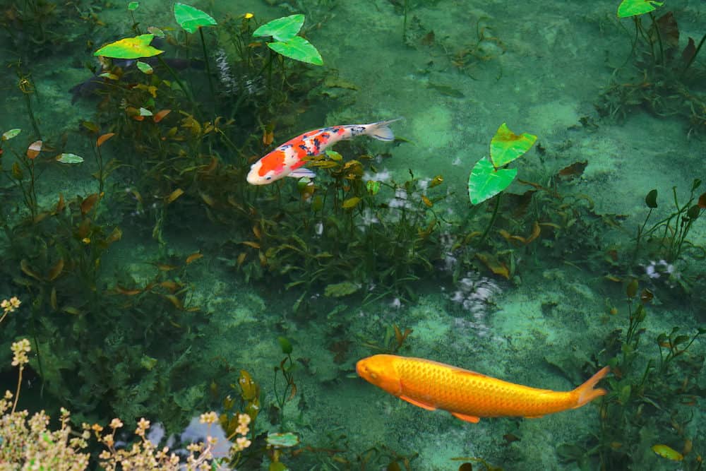 Algae is Seen in the Photo with Two Koi Fish Swimming