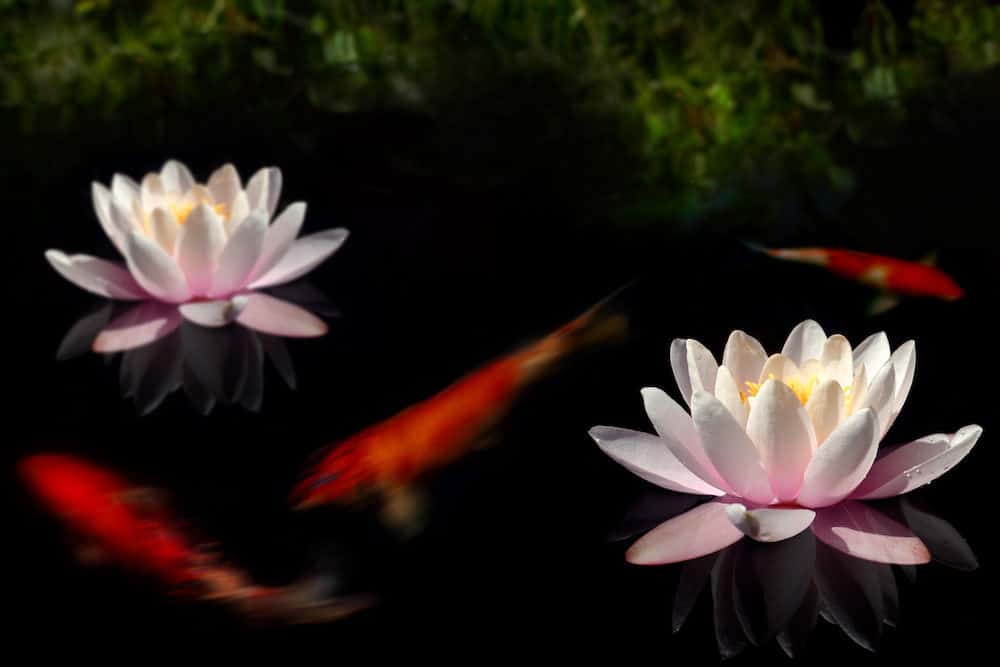 Two Waterlilies with Koi Swimming in the Pond