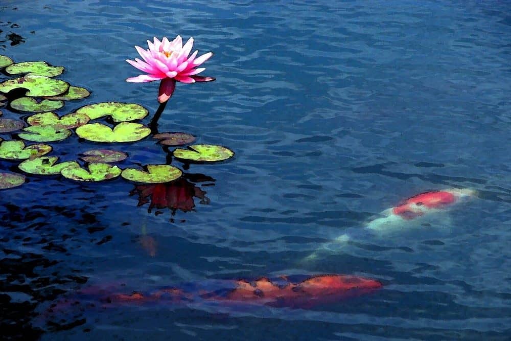 A Pink Waterlily Planted in a Koi Pond