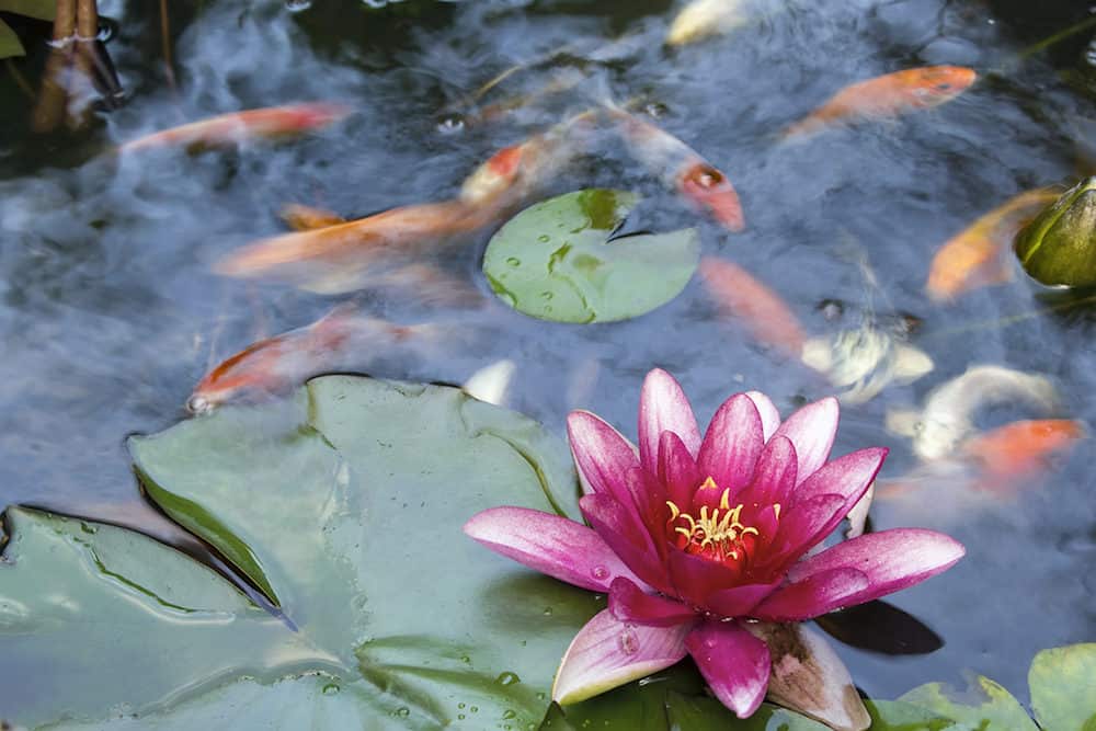 A close-up Photo of a Waterlily With Koi Swimming in the Background
