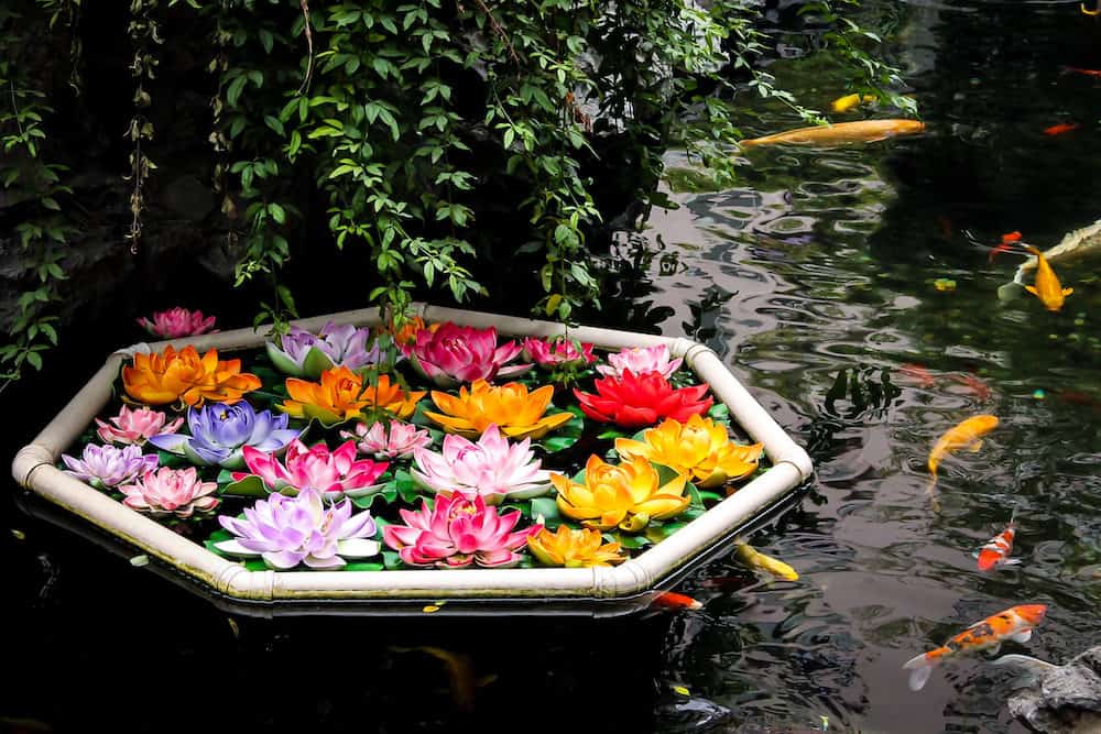 A Photo of Different Colored Waterlilies Beside Swimming Koi