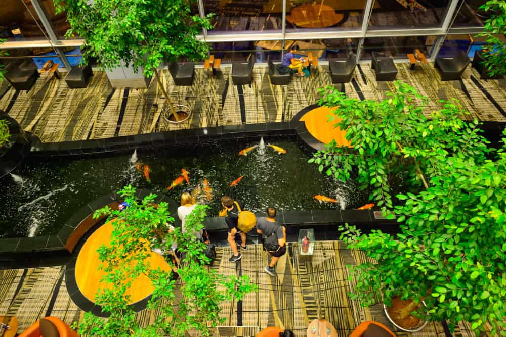 An Indoor Koi Pond for Commercial Use