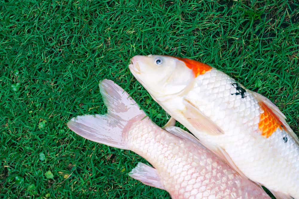 Two Dead White Fish Due To Poor Water Quality