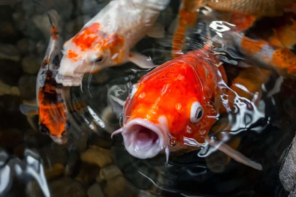 A Red Koi Fish With Its Mouth Open