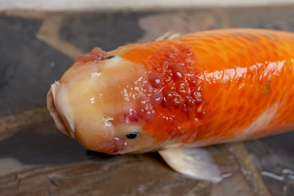 An Orange Infected Koi with Bumps on its Head