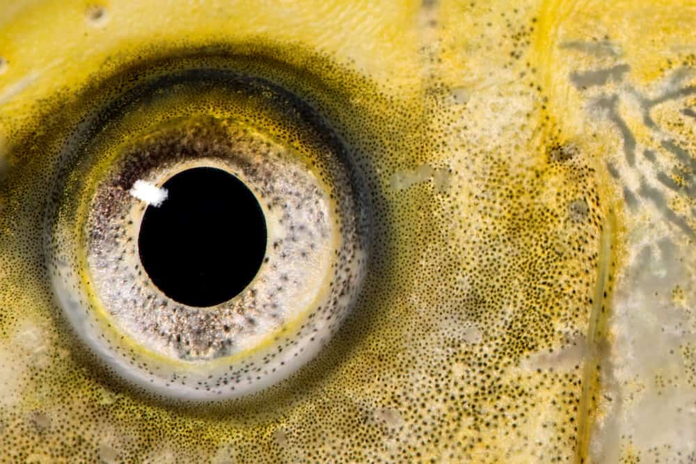 A Close-up Photo of a Koi Eye