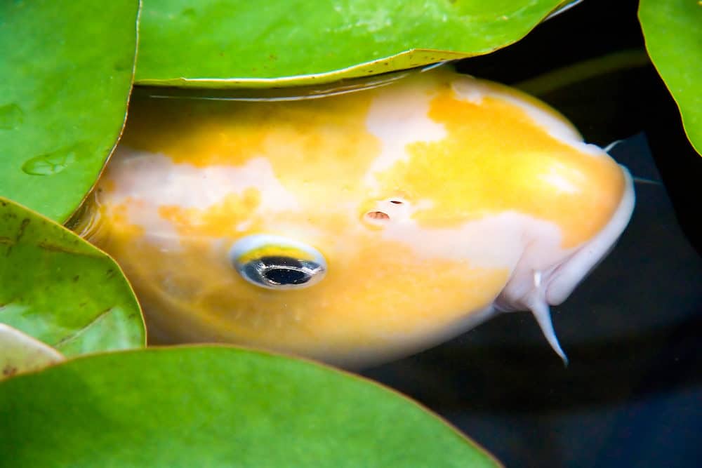 A Yellow Koi Hiding Behind Lily Pads