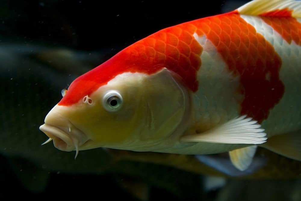 A Red and White Koi Fish with a Slight Popeye