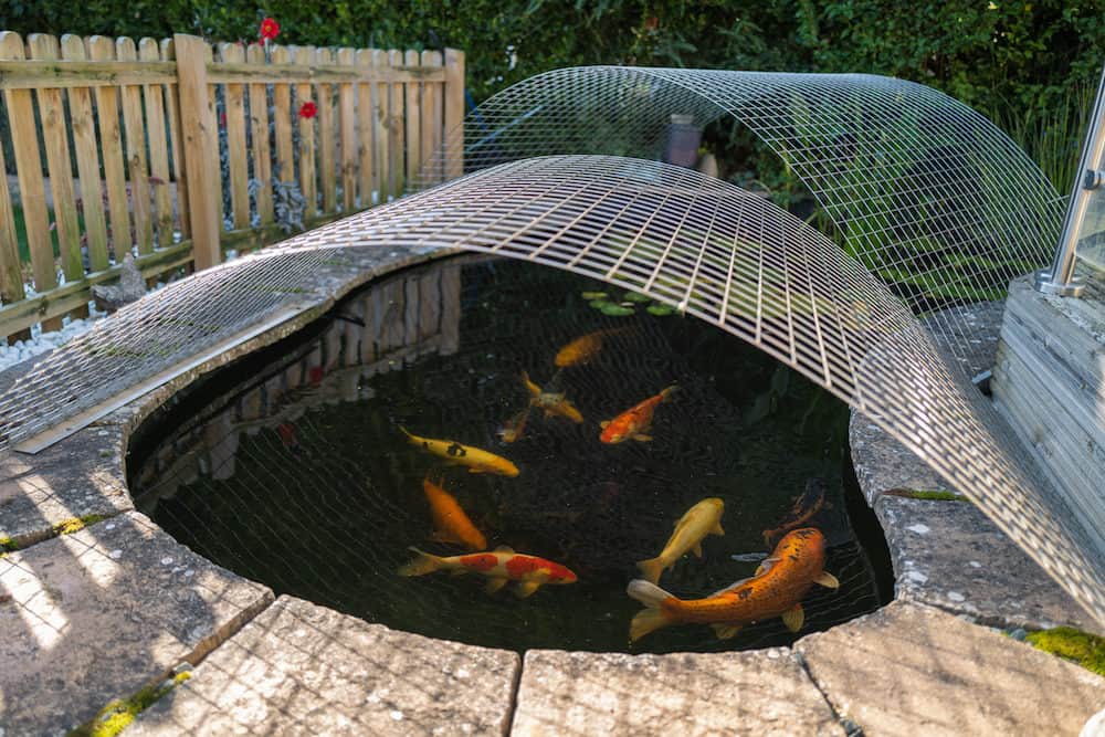 A Photo of a Koi Pond With Mesh Cover and a Picket Fence