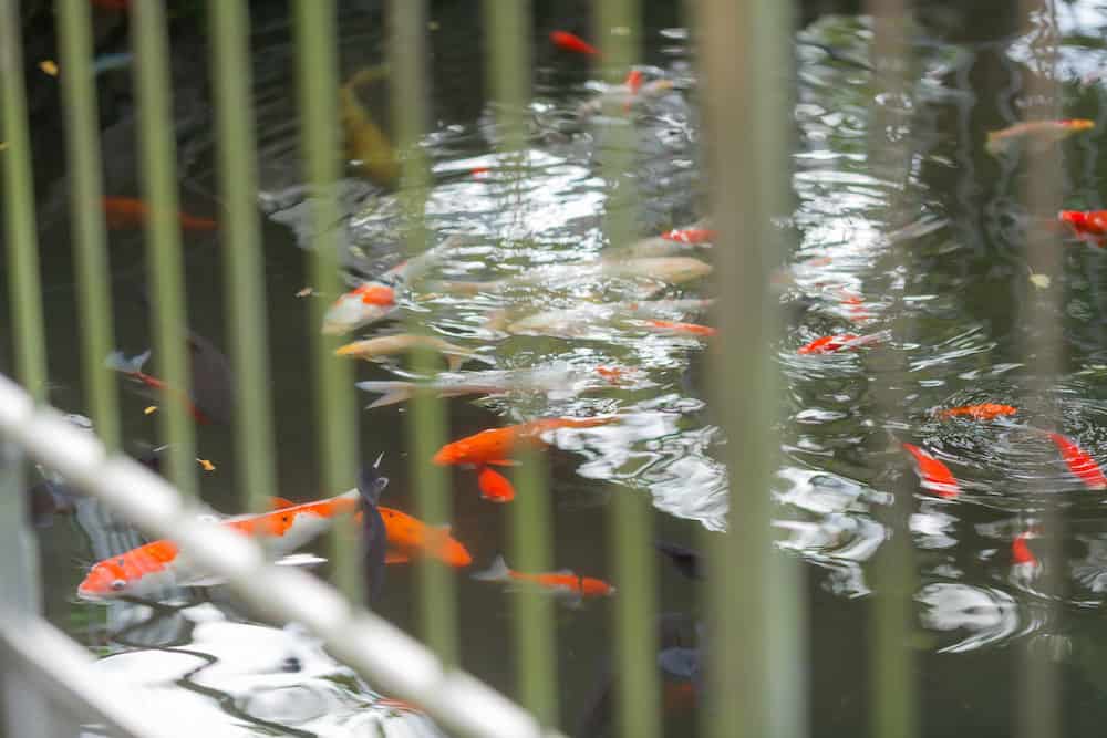 A Photo of a Fence with Koi Behind it