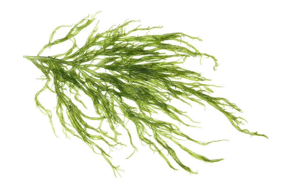String Algae with a White Background