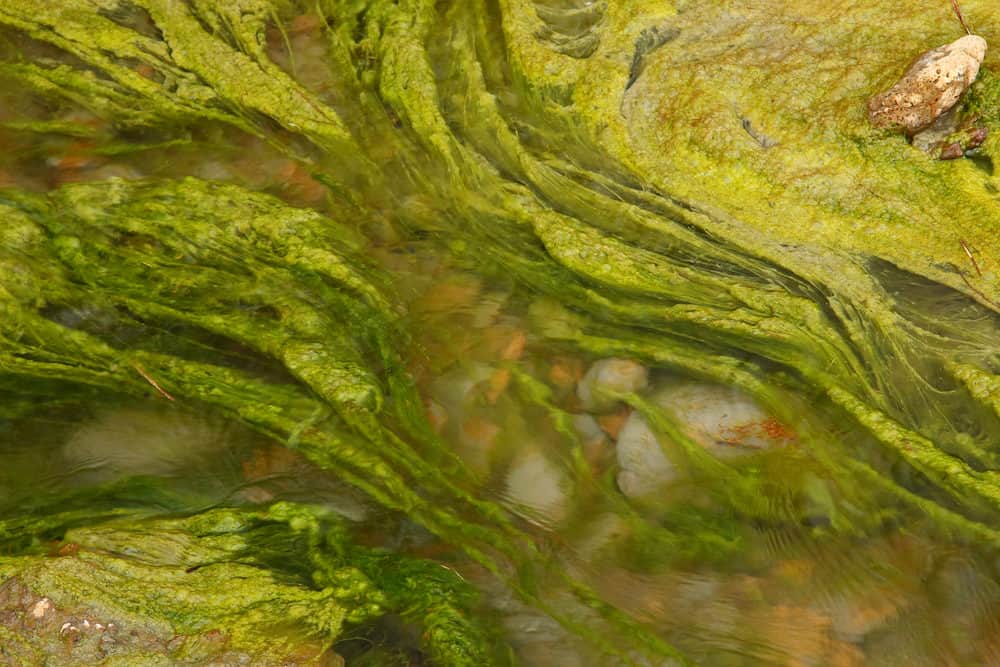 A Bunch of String Algae