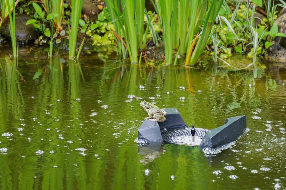 A Photo of a Skimmer in a Pond with a Frog