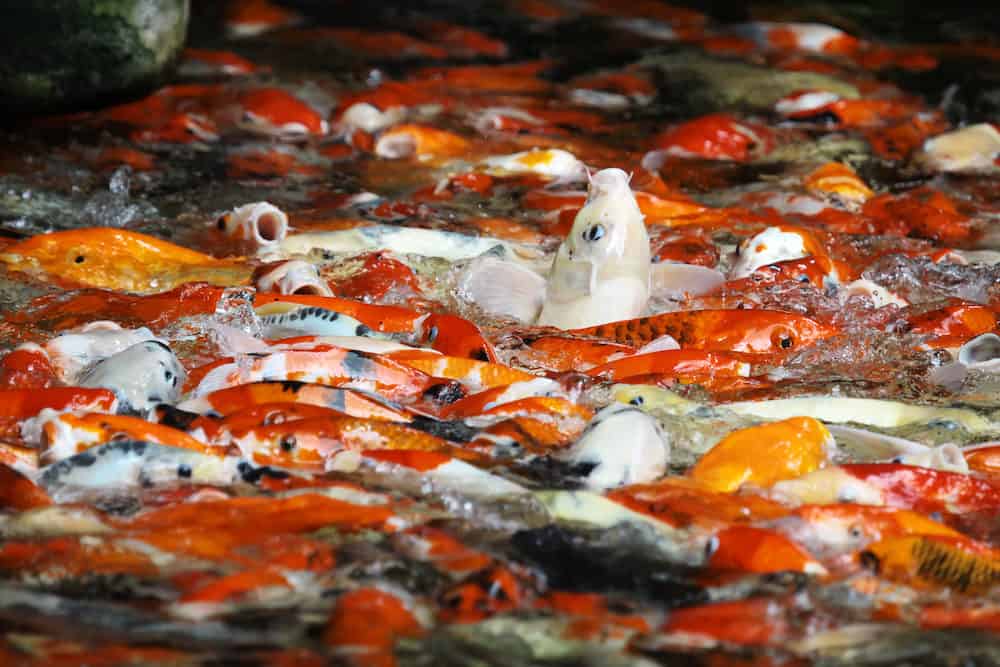 A Group of Compressed Koi Fish Biting Each Other