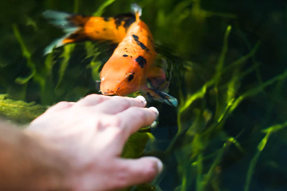 A Koi Fish Going Towards a Hand