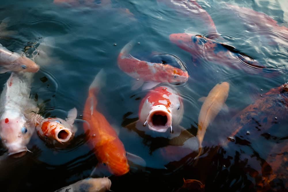 A Variety of Koi Fish With Two of Them with their Mouth Open