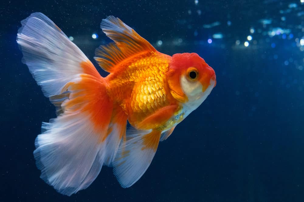 A Single Koi Fish in an Aquarium