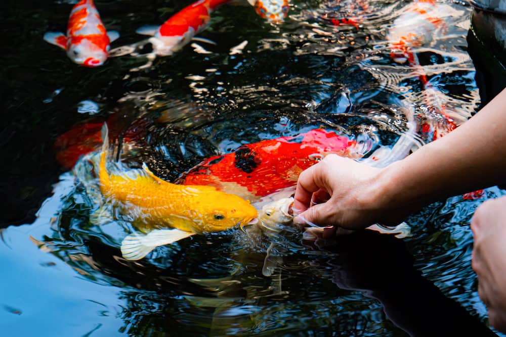 A Photo of Someone Getting Bitten by a Koi Fish
