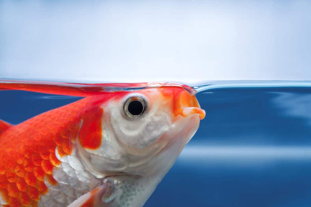 A Close Up of a Koi Fish with Their Mouth Open