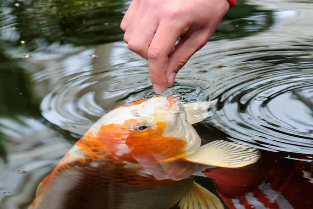 A Photo of Someone Feeding a Koi Fish