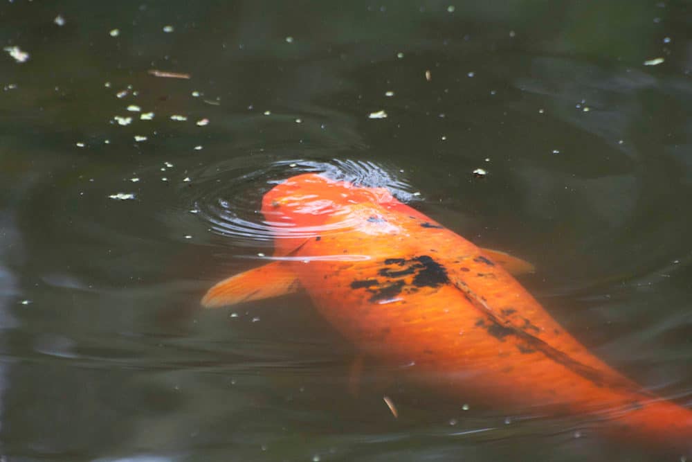 An Orange Koi in a Dirty Pond