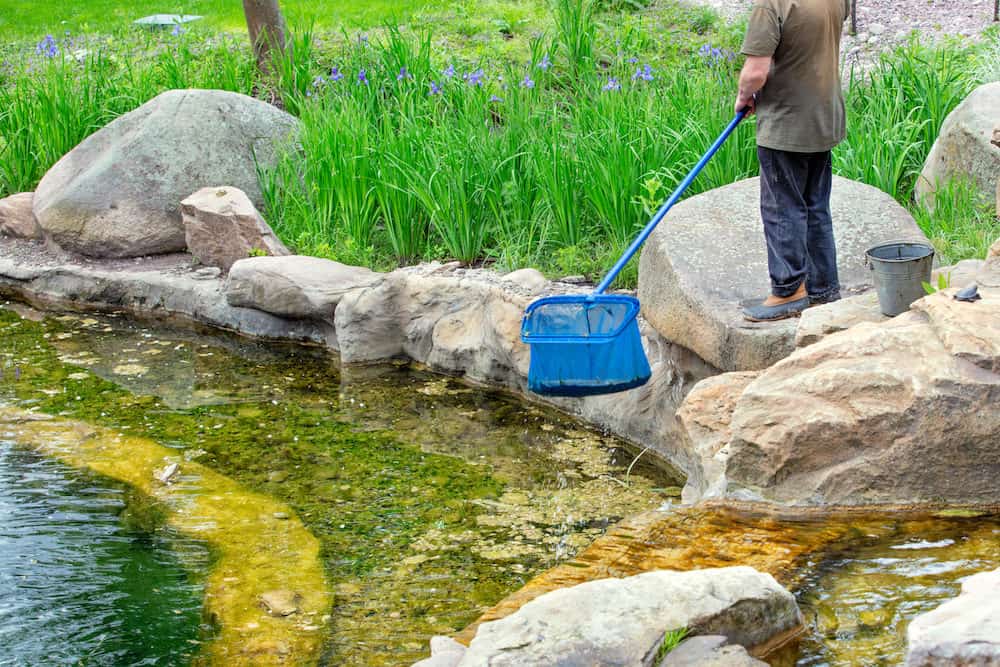 A Man Cleaning a Koi Pond Using a Net