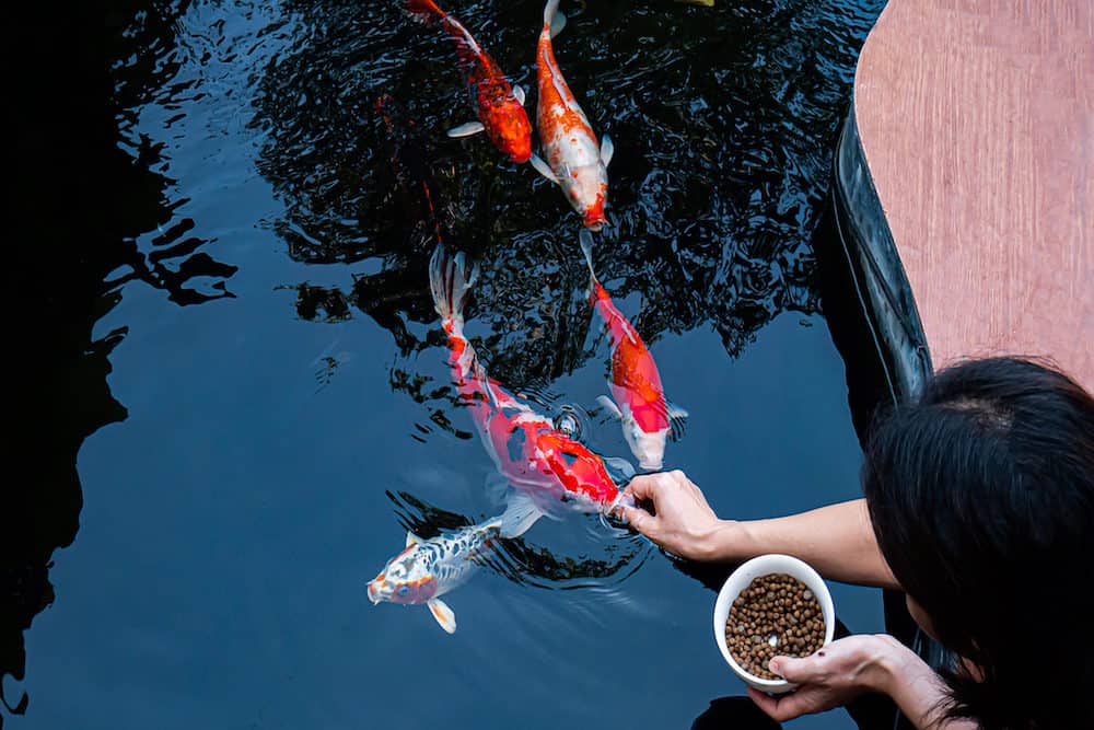 A Photo of Feeding a Group of Koi Fish