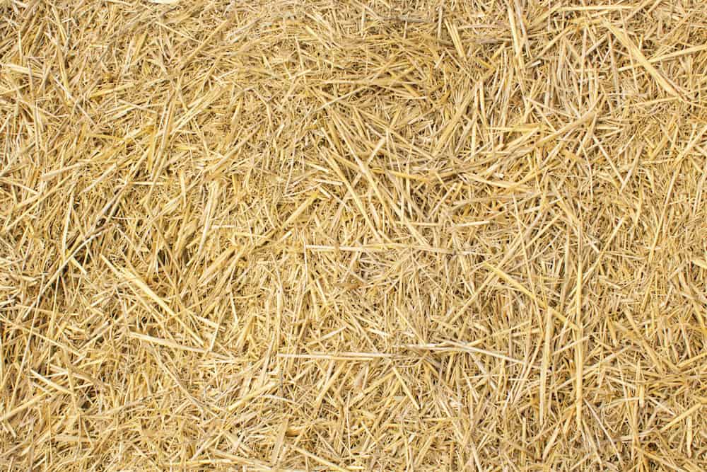 A Photo of Barley Straw