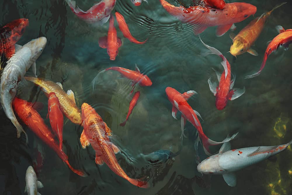 A Photo of a Variety of Koi Fish With Different Colors and Patterns