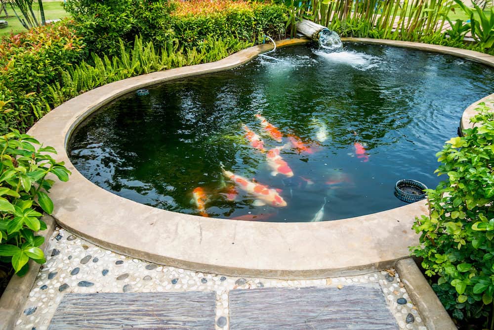 A Green Koi Pond in a Backyard with Different Variety of Koi Fish