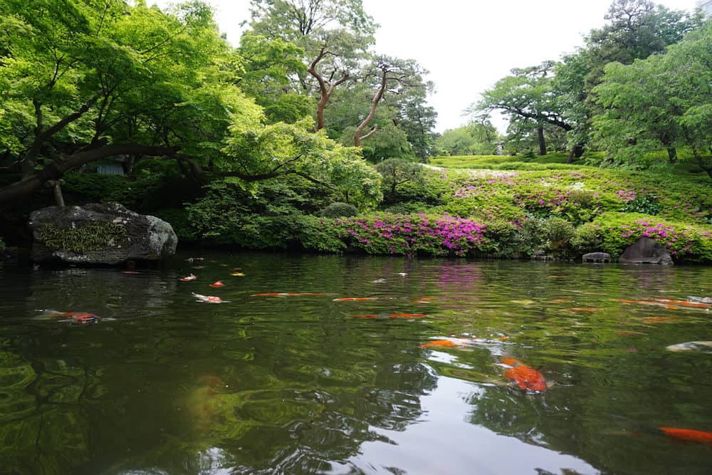 A Japanese-style Koi Pond with a Group of Koi Fish Swimming