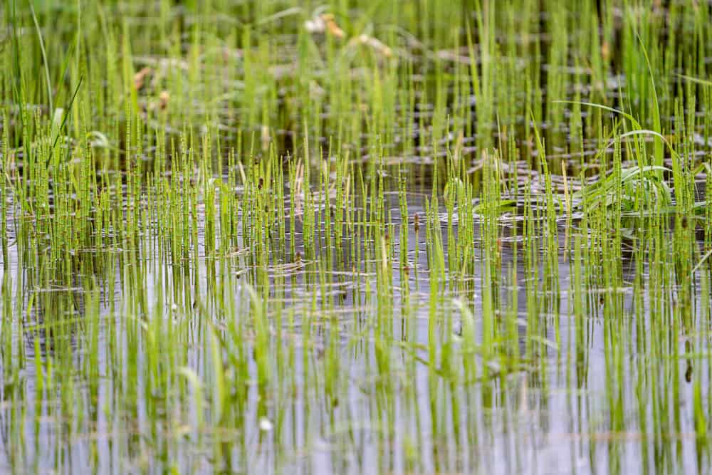 A Photo of Horsetail Planted in a Pond