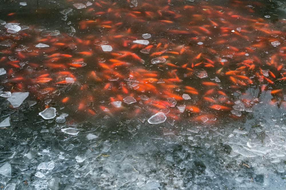 A Photo of Koi Fish Swimming in a Pond Topped with Ice