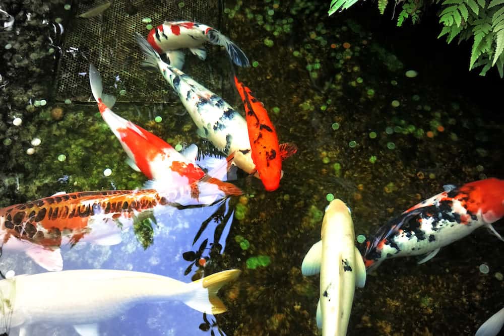 A Group of Koi Fish with Different Colors and Patterns