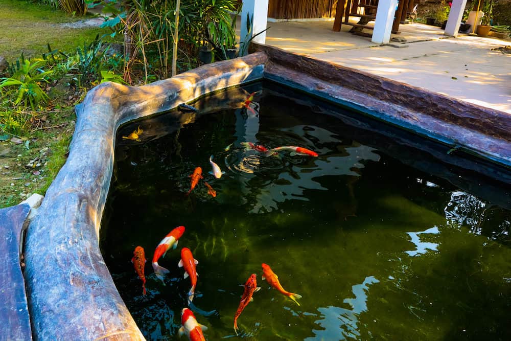 A Group of Koi Fish Swimming in a Backyard Pond