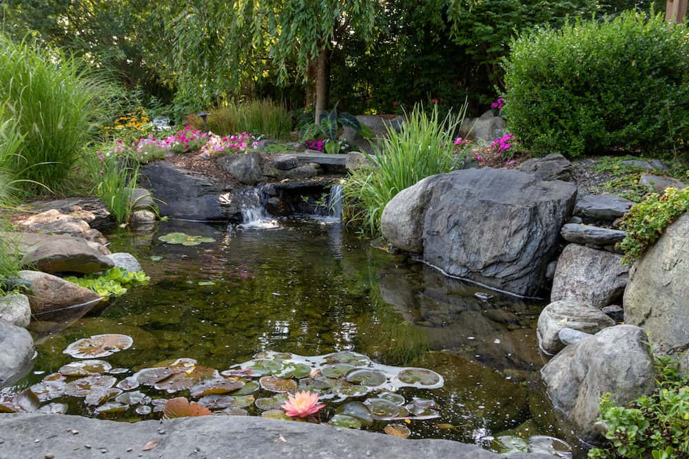 Koi Pond with Flowers Surrounding it and a Waterlily and Lily Pads Floating in the Pond