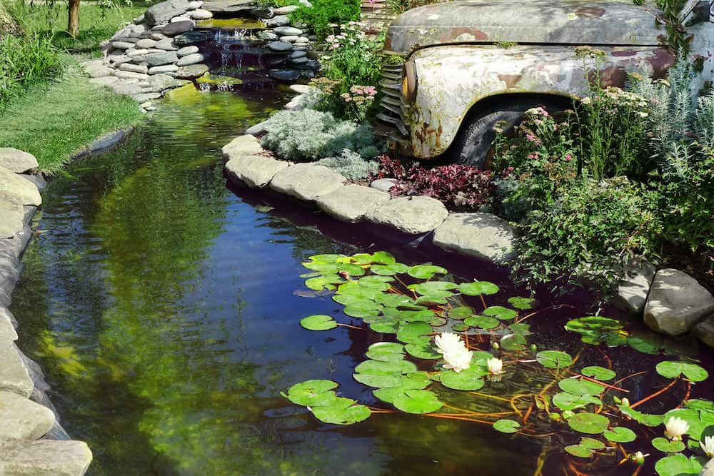 A Backyard Koi Pond with Plants, Waterlilies and a Waterfall