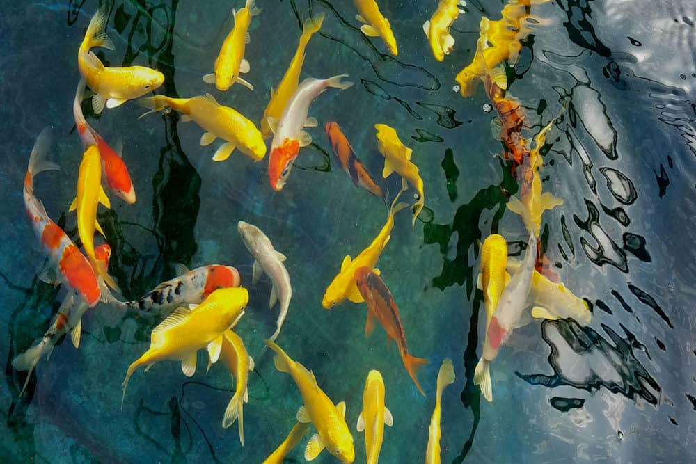 A Group of Koi Swimming in a Pond