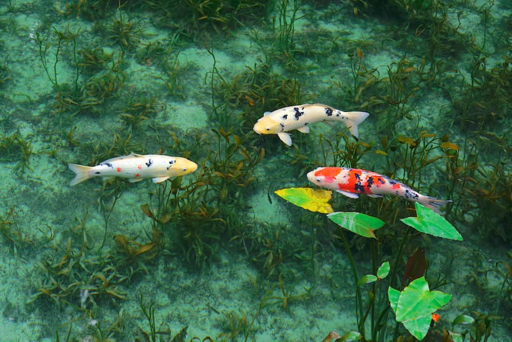 Three Different Kinds of Koi Fish - Two With a White Base and Black Markings and One with Orange and Black Markings