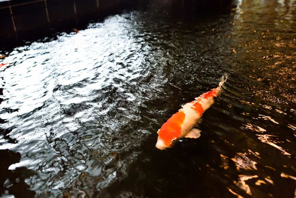 A Photo of a White Koi With Orang markings Swimming in an Indoor Koi Pond