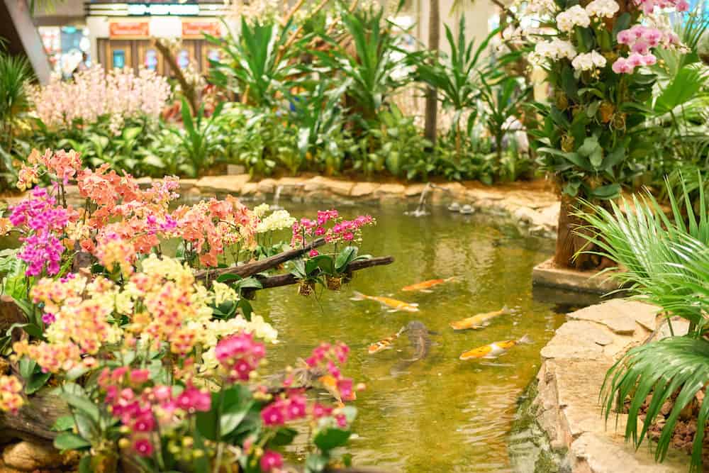A Beautiful Koi Pond With Different Colored Flowers and Koi Swimming in the Background