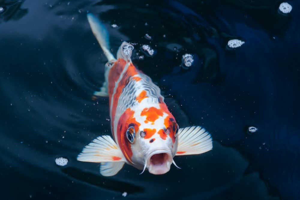 An Orange and White Koi Fish With Its Mouth Open